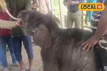 Baby Elephant : বয়স মাত্র ১৫ দিন, ভেসে গিয়েছিল জলের তোড়ে! সন্তানের দিকে মা পর্যন্ত আর ফিরে তাকাল না! নেপথ্যে কারণ জানলে চোখ ভিজে যাবে