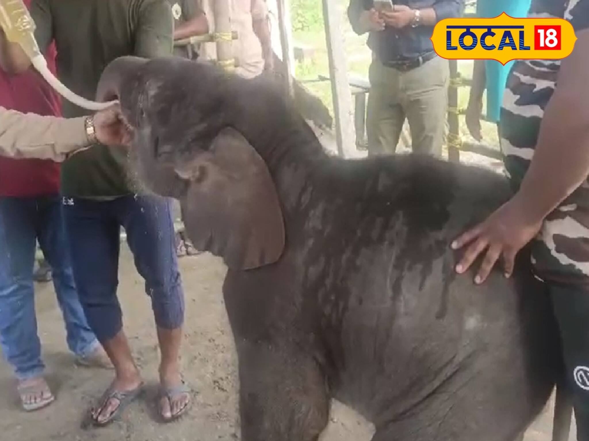 Baby Elephant : বয়স মাত্র ১৫ দিন, ভেসে গিয়েছিল জলের তোড়ে! সন্তানের দিকে মা পর্যন্ত আর ফিরে তাকাল না! নেপথ্যে কারণ জানলে চোখ ভিজে যাবে