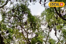 জঙ্গলমহল পুরুলিয়ার আশ্চর্য গাছ! লোকে বলেন 'বাদুড় গাছ', কেন এমন নাম? জানলে অবাক হবেন