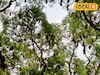 জঙ্গলমহল পুরুলিয়ার আশ্চর্য গাছ! লোকে বলেন 'বাদুড় গাছ', কেন এমন নাম? জানলে অবাক হবেন