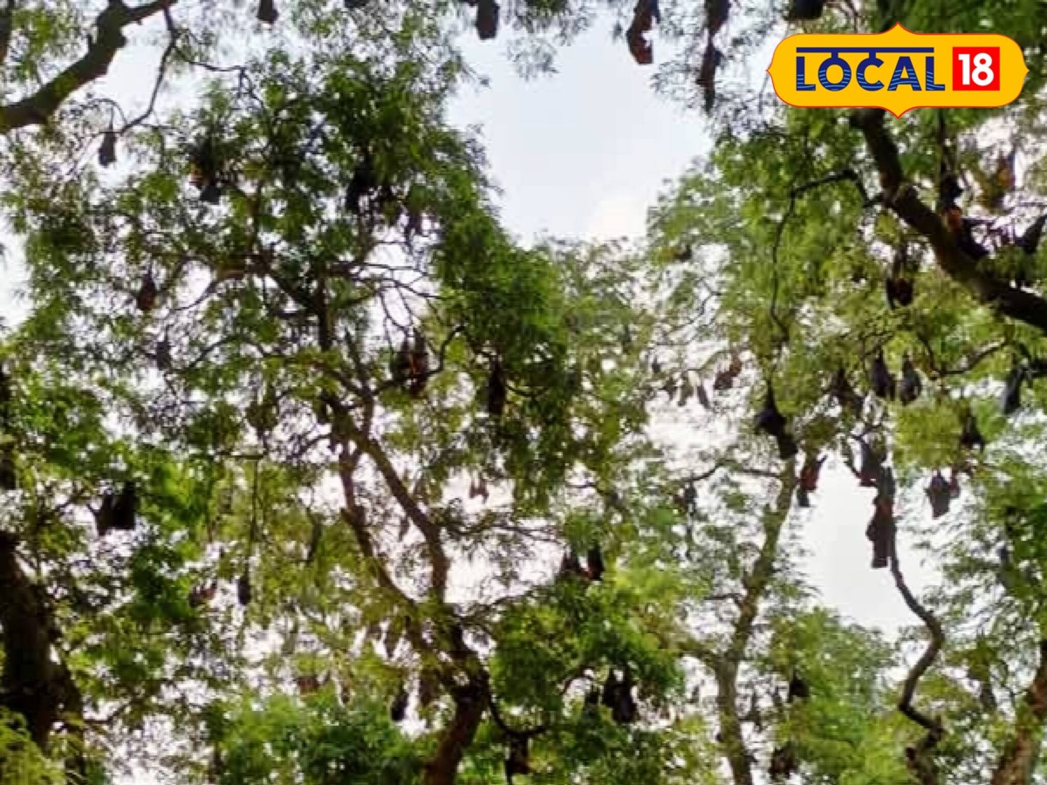 জঙ্গলমহল পুরুলিয়ার আশ্চর্য গাছ! লোকে বলেন 'বাদুড় গাছ', কেন এমন নাম? জানলে অবাক হবেন
