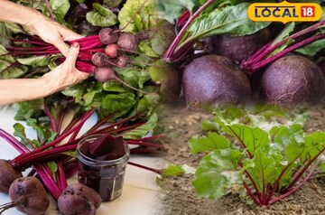 নভেম্বর মাসে বিটরুট চাষ শুরু করুন, বাড়বে তরতরিয়ে, জেনে নিন সহজ পদ্ধতি