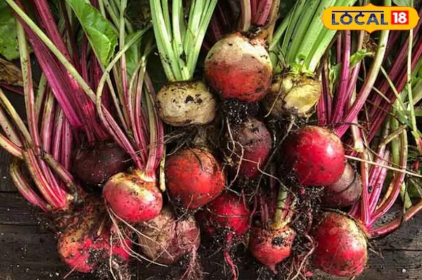 কেউ যদি নিজেদের রান্নাঘরের বাগানে স্বাস্থ্যকর কিছু চাষ করতে চান, তাহলে বিটরুট হল নিখুঁত পছন্দ। বিটরুট কেবল শীতকালে দ্রুত বর্ধনশীল ফসল নয় বরং স্বাস্থ্যের জন্যও অত্যন্ত উপকারী। এর সুন্দর লাল শিকড় কেবল খাবারের স্বাদই বাড়ায় না বরং শরীরকে আয়রন, ফাইবার এবং ভিটামিনও সরবরাহ করে।