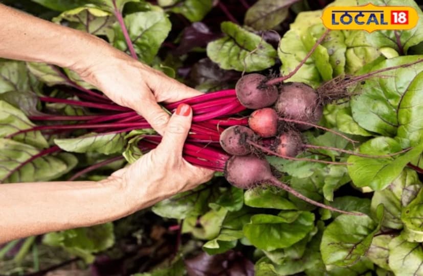 নভেম্বর হল সেরা সময়: বাগান বিশেষজ্ঞদের মতে, বিটরুট লাগানোর সেরা সময় নভেম্বর। এই সময়ে আবহাওয়া ঠান্ডা থাকে, যা গাছের বৃদ্ধির জন্য অনুকূল পরিবেশ প্রদান করে। কেউ যদি চান, তাহলে সহজেই নিজেদের ছাদে বা বারান্দায় গ্রো ব্যাগে এটি চাষ করতে পারে। এর জন্য, প্রায় ১০ ইঞ্চি গভীরতার একটি গ্রো ব্যাগ বা পাত্র নির্বাচন করতে হবে।