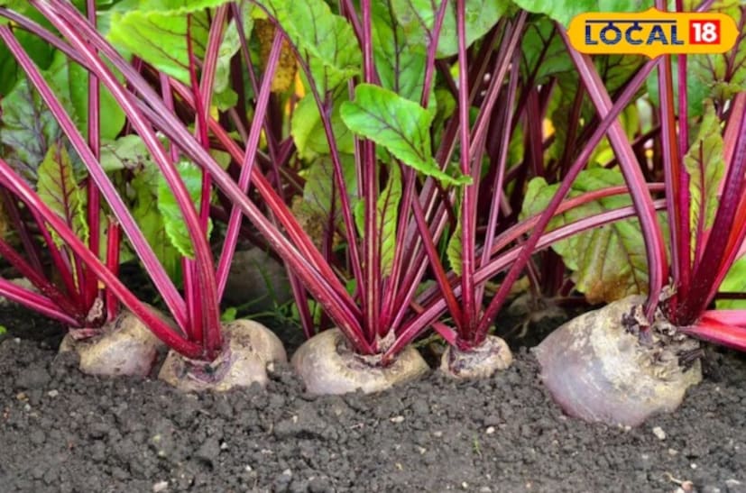 বীজ বপন করার পদ্ধতি: একটি গ্রো ব্যাগে সমান অংশে মাটি, কম্পোস্ট এবং বালির মিশ্রণ প্রস্তুত করতে হবে। তারপর বিটরুটের বীজ ১ থেকে ২ সেন্টিমিটার গভীরে বপন করতে হবে এবং মাটি দিয়ে হালকাভাবে ঢেকে দিতে হবে। মাটি আর্দ্র রাখতে কিন্তু, জলাবদ্ধতা রোধ করতে প্রতিদিন অল্প পরিমাণে জল দিতে হবে।