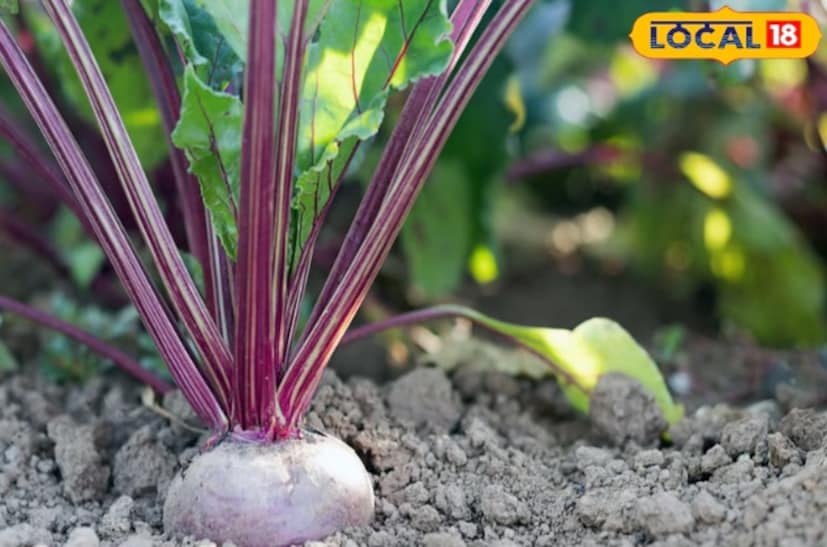 বিটরুট গাছের প্রতিদিন কমপক্ষে ৫ থেকে ৬ ঘন্টা সূর্যালোক প্রয়োজন। পর্যাপ্ত সূর্যালোক ছাড়া তাদের শিকড় সঠিকভাবে বিকশিত হবে না। মাটির উর্বরতা বজায় রাখার জন্য প্রতি ২০ থেকে ২৫ দিনে একবার জৈব সার বা ভার্মিকম্পোস্ট প্রয়োগ করতে হবে।