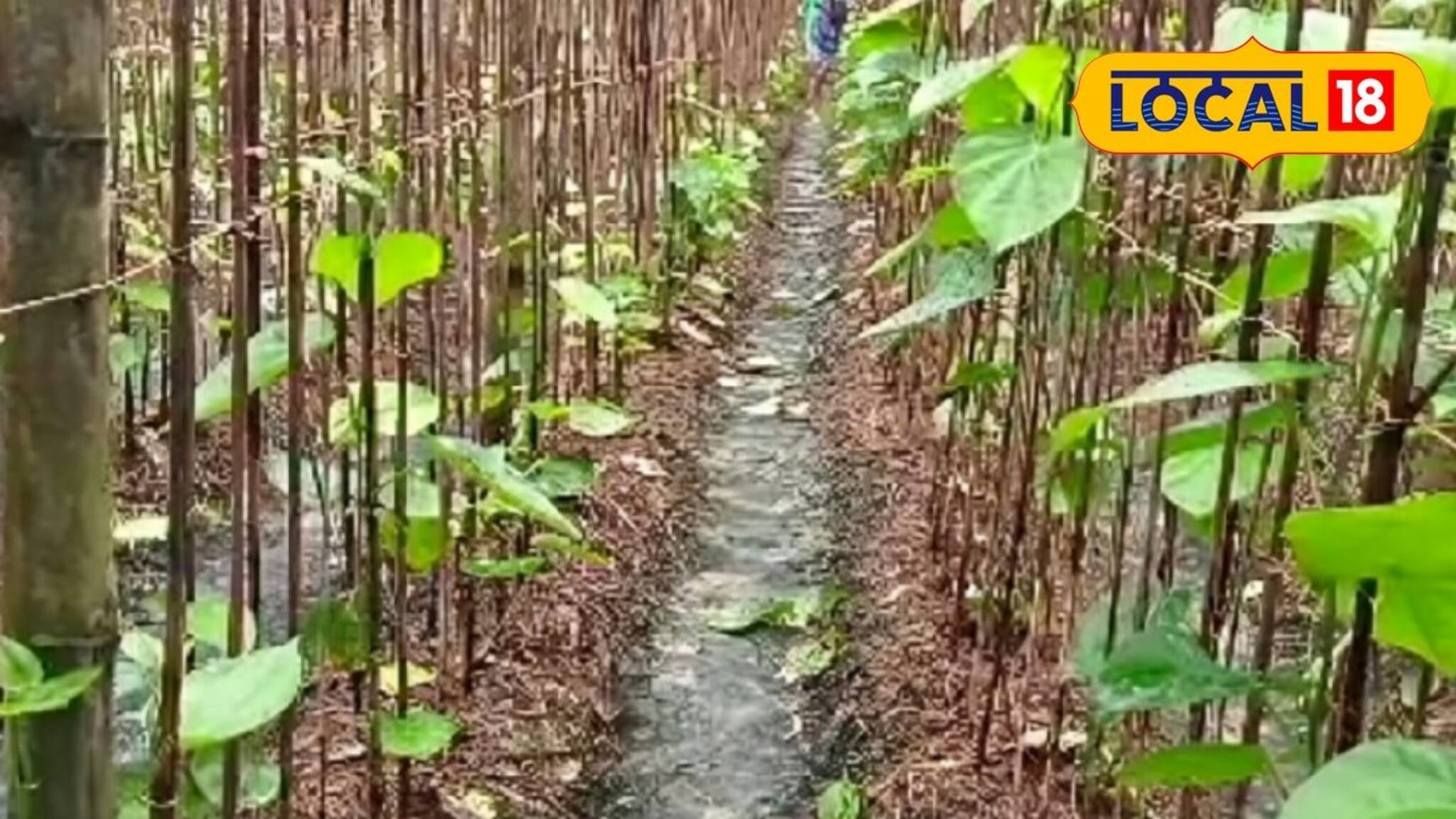 বাজারে ব্যাপক চাহিদা, তবুও মাথায় হাত! পান চাষ করে কেন সমস্যায় চাষিরা?