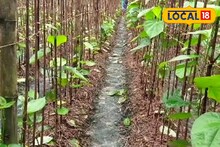 Betel Cultivation: বাজারে ব্যাপক চাহিদা, তবুও মাথায় হাত! পান চাষ করে কেন সমস্যায় চাষিরা?