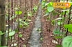 বাজারে ব্যাপক চাহিদা, তবুও মাথায় হাত! পান চাষ করে কেন সমস্যায় চাষিরা?