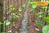 বাজারে ব্যাপক চাহিদা, তবুও মাথায় হাত! পান চাষ করে কেন সমস্যায় চাষিরা?