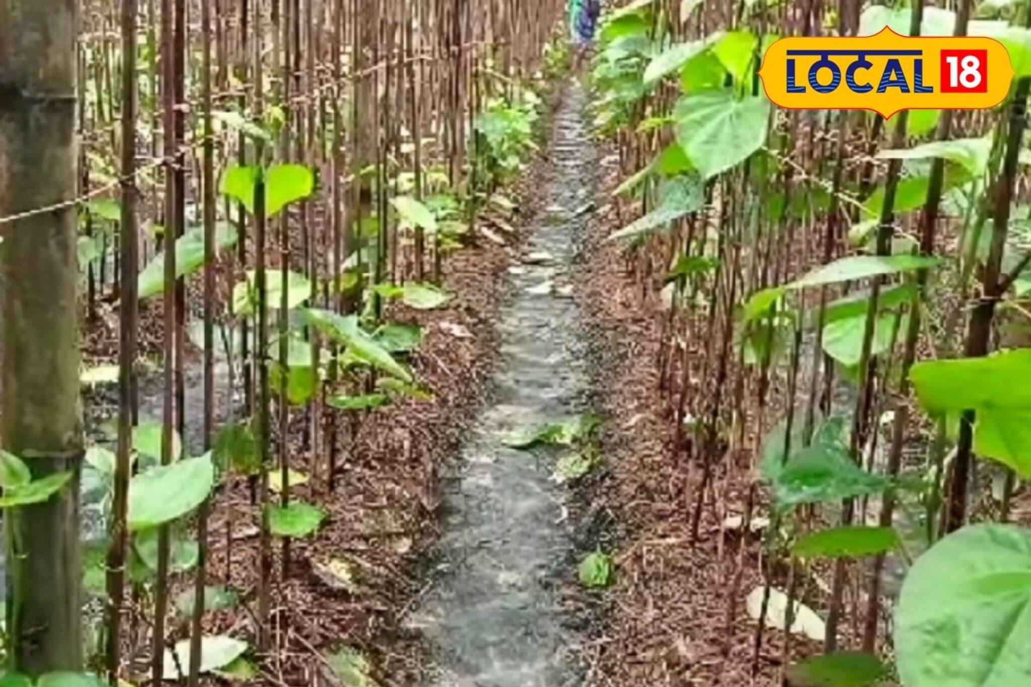 বাজারে ব্যাপক চাহিদা, তবুও মাথায় হাত! পান চাষ করে কেন সমস্যায় চাষিরা?