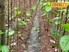 বাজারে ব্যাপক চাহিদা, তবুও মাথায় হাত! পান চাষ করে কেন সমস্যায় চাষিরা?
