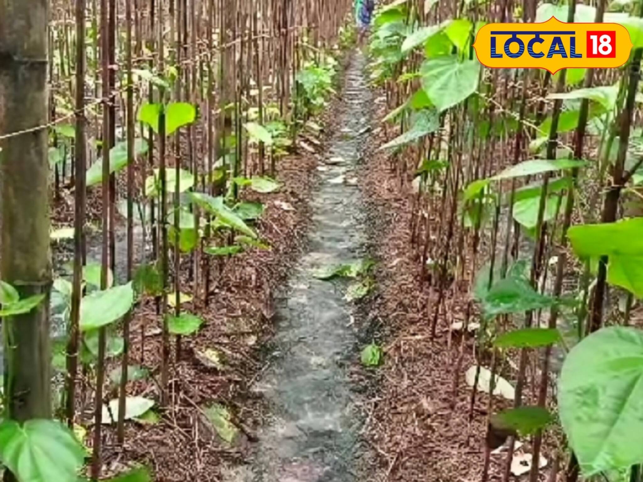 বাজারে ব্যাপক চাহিদা, তবুও মাথায় হাত! পান চাষ করে কেন সমস্যায় চাষিরা?