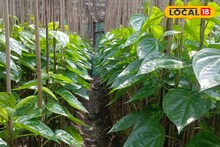 পান চাষে নয়া পদ্ধতি, আসতে পারে অঢেল টাকা! শুধু মানতে বিশেষজ্ঞের ছোট্ট এইসব টিপস