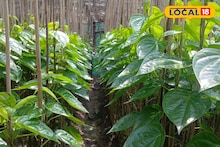 Betel Cultivation: পান চাষে নয়া পদ্ধতি, আসতে পারে অঢেল টাকা! শুধু মানতে বিশেষজ্ঞের ছোট্ট এইসব টিপস