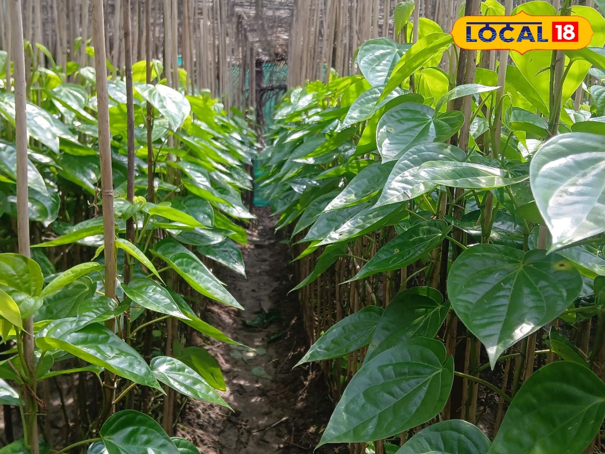 পান চাষে নয়া পদ্ধতি, আসতে পারে অঢেল টাকা! শুধু মানতে বিশেষজ্ঞের ছোট্ট এইসব টিপস