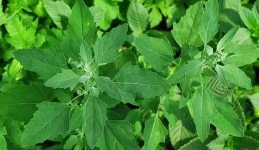 ৪) শক্তিশালী ইমিউন সিস্টেম:বেথো শাক খাওয়া শরীরের রোগ প্রতিরোধ ক্ষমতা বাড়ায়। এতে রয়েছে অ্যামাইনো অ্যাসিড, ফাইবার এবং অনেক পুষ্টি উপাদান, যা খেলে আপনি শীতে অনেক রোগ এড়াতে পারেন। 