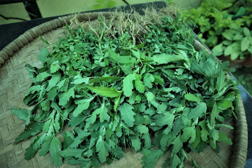 শীতে ভারতীয়দের খাওয়ার তালিকার অন্যতম একটি বিশেষ পদ হল 'সবুজ শাক-সবজি'। বাজারে বিভিন্ন ধরনের সবজি দেখতে পাবেন এই সময়। আর শাক ও পাওয়া যায় হরেক রকমারি। এর মধ্যে একটি হল 'বাথুয়া শাক' বা 'বেতো শাক'।