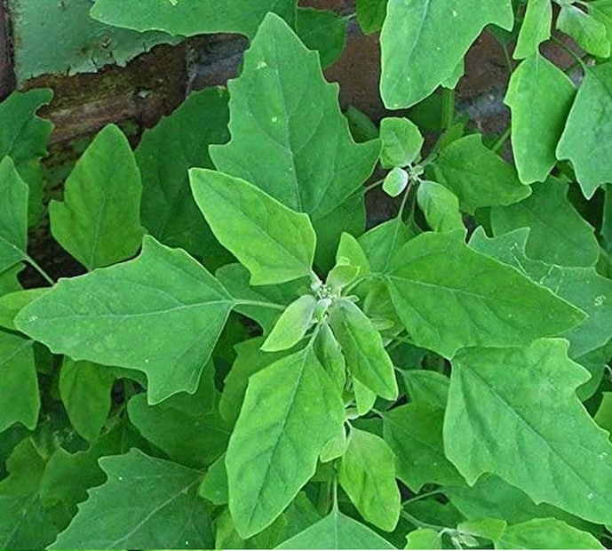 শীতের মরশুমে শরীরকে সুস্থ রাখতে খাবারে কিছু বিশেষ পরিবর্তন আনতে হয়। পুষ্টিসমৃদ্ধ কিছু নির্দিষ্ট খাবার গ্রহণের মাধ্যমে আপনি শীতকালের সাধারণ রোগগুলি থেকে কিন্তু সহজেই মুক্তি পেতে পারেন। 