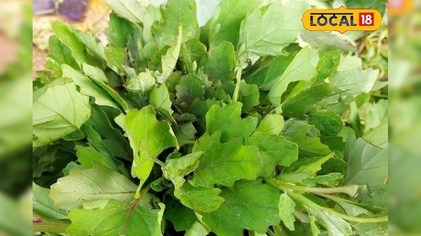 অনেকেই বেথো বা বাথুয়া শাক পছন্দ করেন। কারণ এর স্বাদ খুবই চমৎকার। কিন্তু জানলে অবাক হবেন সুস্বাদু শুধু নয় এই বেথো বা বাথুয়া কিন্তু স্বাস্থ্যের জন্যও দুর্দান্ত উপকারী। স্বাস্থ্য বিশেষজ্ঞরা পুষ্টিগুণে সমৃদ্ধ বেথো শাককে খাদ্যে অন্তর্ভুক্ত করার পরামর্শ দেন।