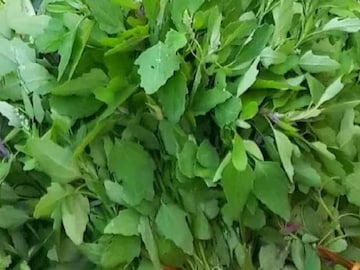 পালং, কলমি ছাড়ুন...! শীতকালে খান 'এই' সস্তার শাক! বাই বাই বলুন ব্লাড সুগারকে পালং, কলমি ছাড়ুন...! শীতকালে খান 'এই' সস্তার শাক! বাই বাই বলুন ব্লাড সুগারকে