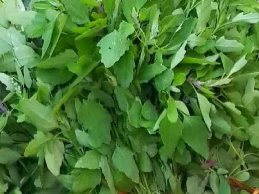 গ্রাম বাংলার মাঠে ঘাটেই রয়েছে আশ্চর্য ক্ষমতার নানা ভেষজ যা ম্যাজিকের মতো কাজ করতে পারে সুস্থ রাখতে। কিন্তু অনেকেই এই সবের খোঁজ না রেখে খেয়ে চলেন কাঁড়ি কাঁড়ি ওষুধ। আজ এমনই এক চেনা শাকের অজানা উপকারিতার খোঁজ এই প্রতিবেদনে।  গ্রাম বাংলার মাঠে ঘাটেই রয়েছে আশ্চর্য ক্ষমতার নানা ভেষজ যা ম্যাজিকের মতো কাজ করতে পারে সুস্থ রাখতে। কিন্তু অনেকেই এই সবের খোঁজ না রেখে খেয়ে চলেন কাঁড়ি কাঁড়ি ওষুধ। আজ এমনই এক চেনা শাকের অজানা উপকারিতার খোঁজ এই প্রতিবেদনে।