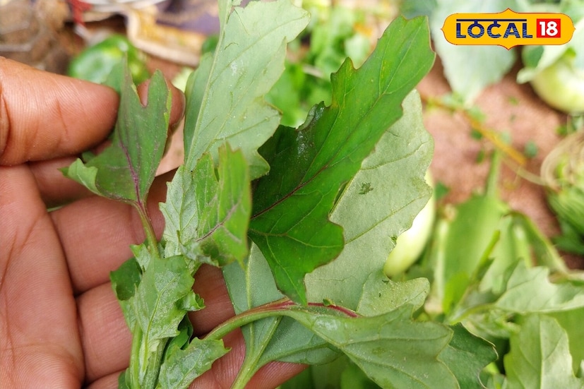 বিশেষজ্ঞদের একাংশের দাবি, এই বেথো শাক খেলে শীতকালে হওয়া সমস্ত রোগ সেরে যায়। আপনি চাইলে অনেক খাবারও বানিয়ে ফেলতে পারেন এই বেথো শাক দিয়েই। তৈরি করতে পারেন, বেতো শাকের ডাল, পরোটা, সবজি ইত্যাদি। কিছু লোক বাথুয়া স্যুপ পান করতেও পছন্দ করেন। এটি সুস্বাদু হওয়ার পাশাপাশি অগণিত উপকারে পরিপূর্ণ। 