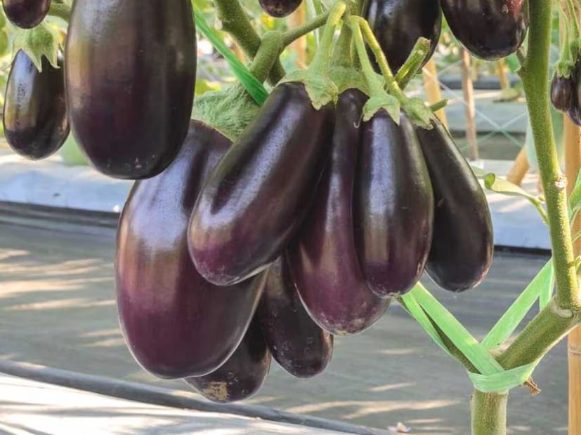 বেগুন যদি অনেক দিনের পুরনো হয়, তবে রং ফ্যাকাশে ও হালকা হয়। কাজেই সবসময় গাঢ় রং-এর চকচকে বেগুন কিনুন