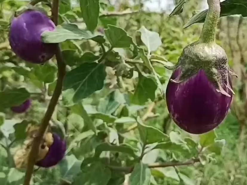 বেশি বীজ আছে কিনা যাচাই করতে হাতে বেগুন নিয়ে পরীক্ষা করুন। যদি হালকা ওজনের হয় তাহলে বুঝবেন বেগুনে কম বীজ আছে। যদি ভারী হয় তাহলে বেশি বীজ থাকতে পারে।