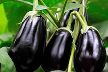 Brinjal Buying Tips: বাইরে থেকে দেখে কী ভাবে বুঝবেন বেগুনের ভিতর পোকা আছে কী না? তাজা সবজি এভাবে কিনতে হবে