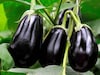 বাইরে থেকে দেখে কী ভাবে বুঝবেন বেগুনের ভিতর পোকা আছে কী না? তাজা সবজি এভাবে কিনতে হবে