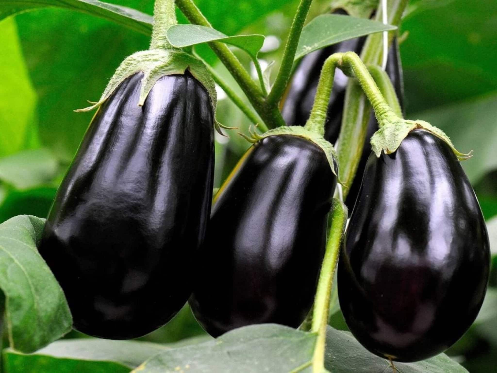 Brinjal Buying Tips: বাইরে থেকে দেখে কী ভাবে বুঝবেন বেগুনের ভিতর পোকা আছে কী না? তাজা সবজি এভাবে কিনতে হবে