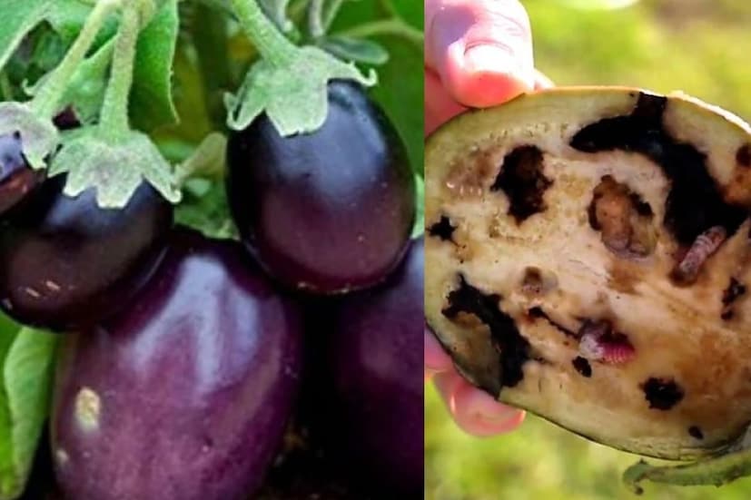 বেগুন কেনার সময় হাতে নিয়ে ভাল করে দেখে নিন কোনও ছিদ্র আচে কী না। ছিদ্রযুক্ত বেগুন মানেই তাতে পোকা আছে 