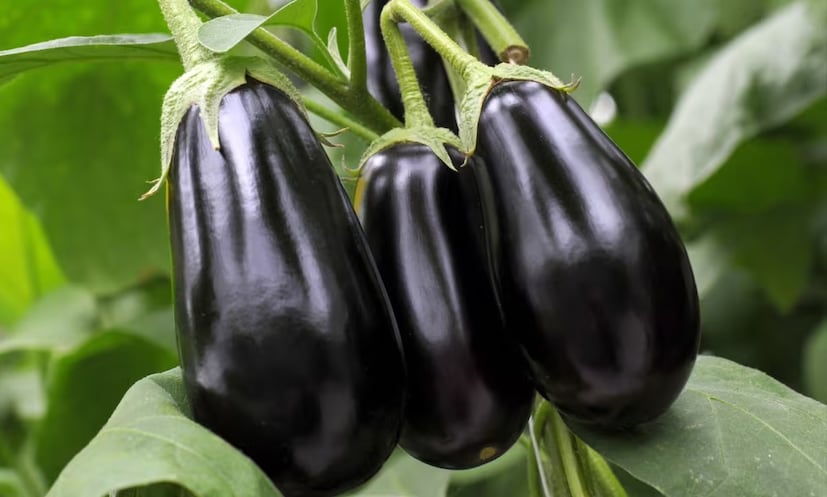 বেগুন যত তাজা হবে, তত ওজনে হালকা হবে। বেগুনের ডাঁটি সবুজ রং-এর মানে সেতি তাজা বেগুন, তাতে পোকা হওয়ার সম্ভাবনা কম। আর যদি কালো হয় তাহলে তা তিন-চার দিনের পুরনো হতেই পারে। 