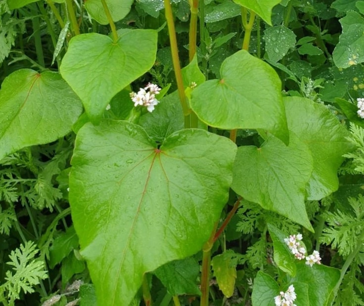 আয়ুর্বেদিক চিকিৎসক বিশ্বজিৎ দেব জানান, এই শাকে শর্করার পরিমাণ কম থাকে আর ফাইবার থাকে বেশি। যার ফলে এই শাক মানব দেহের রক্তে সুগারের পরিমাণ নিয়ন্ত্রণ করে।