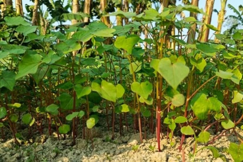 শিশুদের শরীরে হিমোগ্লোবিনের মাত্রা বাড়াতে দারুণ সহায়তা করে এই ঢেমশি শাক। ভিটামিন, খনিজ, অ্যামাইনো অ্যাসিড থাকায় এটা ছোট থেকে বড় সকলের জন্য দারুন উপকারী। 