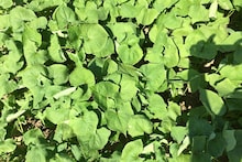 মাছ-মাংসের বদলে খান এই শাক! পুষ্টিগুণ সমান! ডায়াবেটিস থেকে ক্যানসারের যম! জানুন চিকিৎসকের