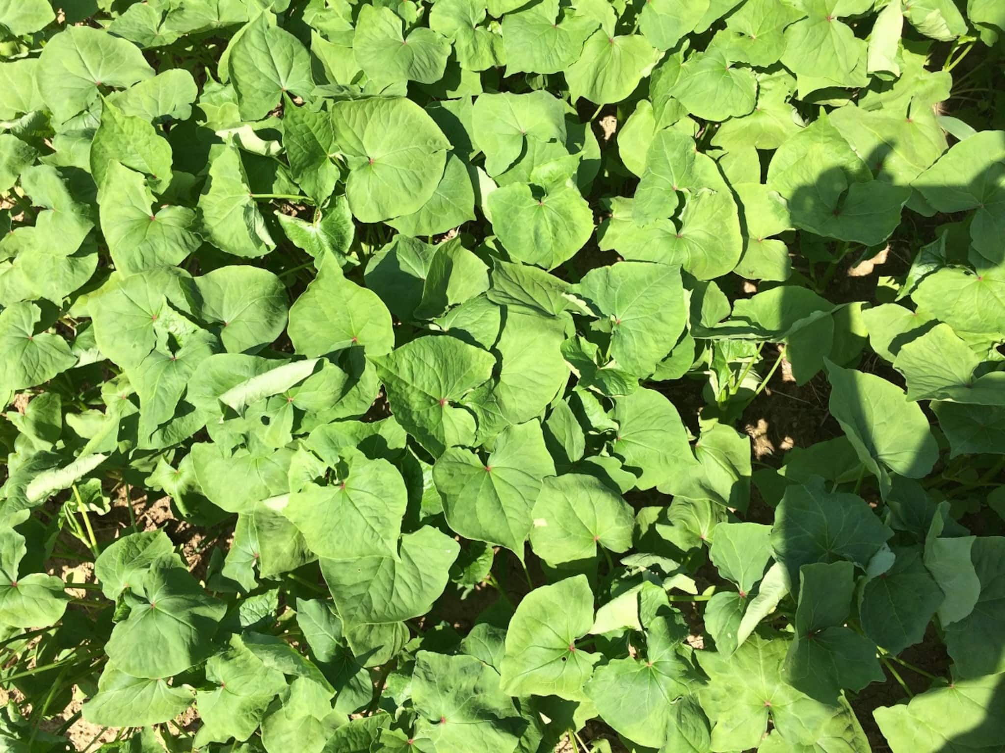 Health Care: মাছ-মাংসের বদলে খান এই শাক! পুষ্টিগুণ সমান! ডায়াবেটিস থেকে ক্যানসারের যম! জানুন চিকিৎসকের মত