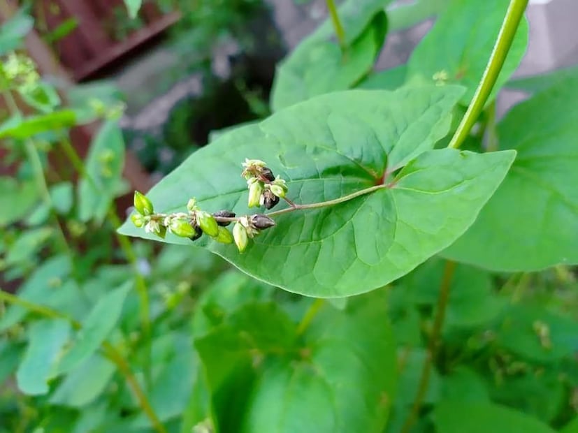 এর মধ্যে মাছ, মাংস ও ডিমের মতন আমিষের উপাদান থাকার কারণে গর্ভবতী মা ও শিশুর মায়ের জন্য এই শাক দারুণ উপকারী। 