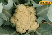 শীতের বাজারে 'সস্তার' ফুলকপি...! এবছর কিন্তু বদলে যেতে পারে ছবিটা