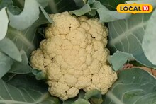 শীতে 'সস্তার' ফুলকপি এবছর কাঁদিয়ে ছাড়বে না তো? কৃষকদের সঙ্গে যা হয়েছে, পাতে তুলতে পকেট খালি হবে
