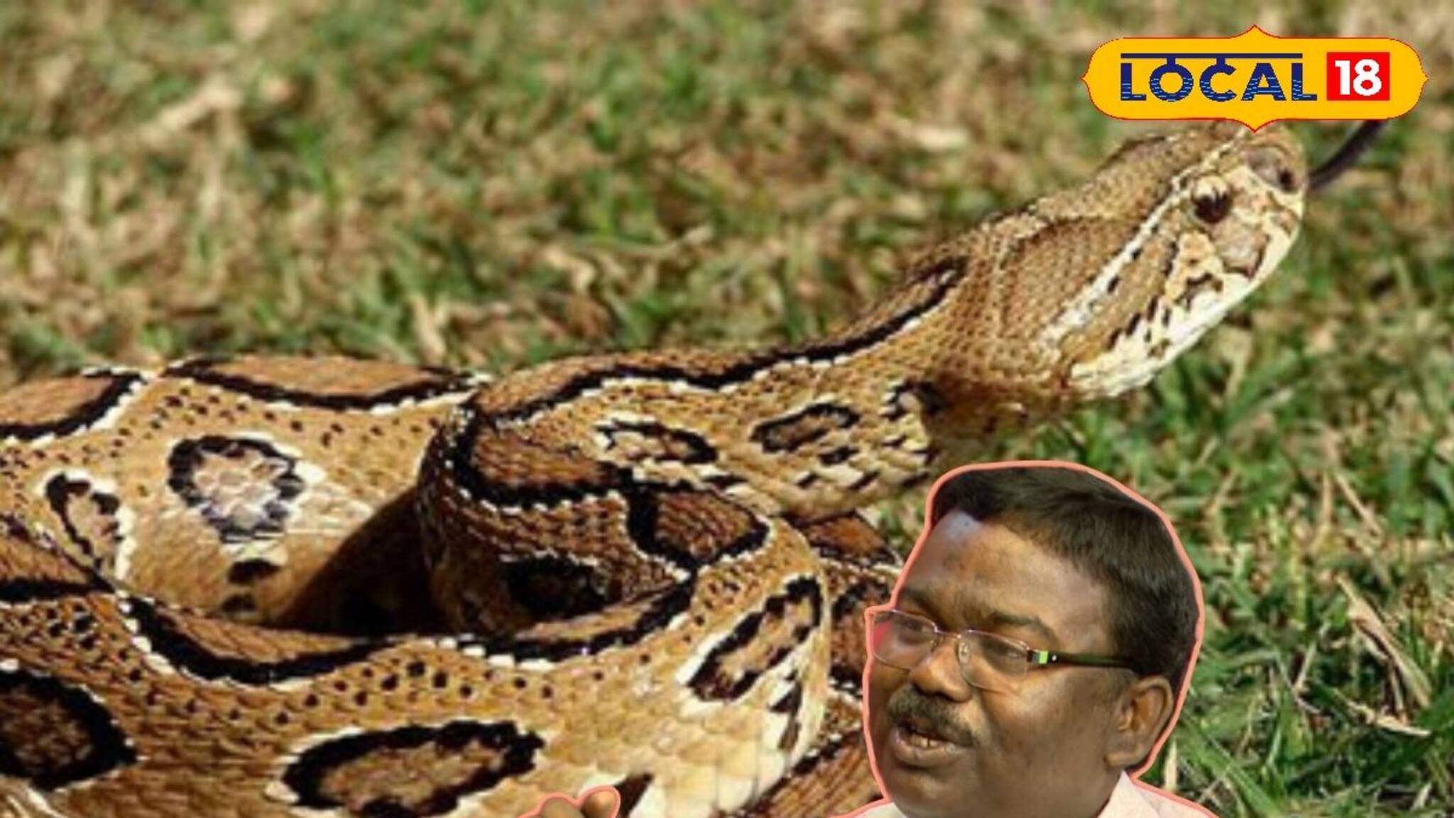 জেলায় বাড়ছে চন্দ্রবোড়ার উৎপাত, বাড়ছে মৃত্যু সংখ্যাও! সতর্ক থাকার উপায় জানালেন বিশেষজ্ঞ