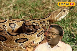 জেলায় বাড়ছে চন্দ্রবোড়ার উৎপাত, বাড়ছে মৃত্যু সংখ্যাও! সতর্ক থাকার উপায় জানালেন বিশেষজ্ঞ