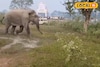 দেখেই হাত-পা ঠাণ্ডা হয়ে গেল, ভয়ে কাঁপতে লাগলেন ছটব্রতীরা! হঠাৎ কে এসেছিল জানেন?