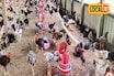 বাড়িতেই ব্যবসা! রাতারাতি মালামাল এই যুবক! ভাবনা চমকে দেবে!