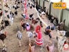 বাড়িতেই ব্যবসা! রাতারাতি মালামাল এই যুবক! ভাবনা চমকে দেবে!