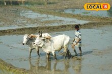 শুধু ধান, সবজি নয়! এবার চাষের ধরনে বদল আনতেই রোজগার বাড়ছে মেদিনীপুরের চাষিদের,জানুন কীভাবে