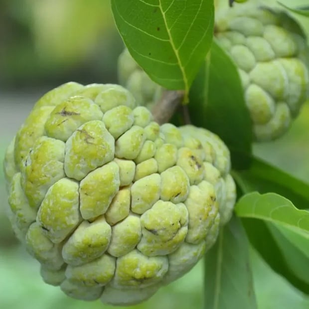 আতা ফলের পাইকারি মূল্য কেজি প্রতি ১৫০ থেকে ১৬০ টাকা। তবে দক্ষিণ দিনাজপুর জেলাতে এই ফলের তেমনভাবে বাজারদর নেই বললেই চলে। তাই তিনি প্রথমবার পরীক্ষামূলক ভাবে চাষ করে নিজের পরিচিতদের খাওয়ানোর পাশাপাশি সকলকে নাসিকের আতা সম্পর্কে ধারণা দিচ্ছেন।