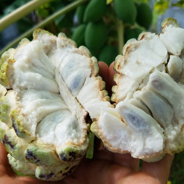 এ বিষয়ে চাষি মিঠু বর্মনের কথায়, 