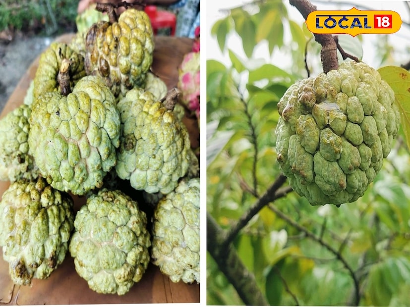 নাসিক থেকে আতার চারা এনে রোপণ করেছেন তিনি। এরপর তাতে পরিচর্যা হিসেবে নিম খোল, গোবর সার, ভার্মি কম্পোস্ট সার প্রয়োগের পাশাপাশি আবহাওয়া ২৫ ডিগ্রি থেকে ৩৫ ডিগ্রি থাকলেই এই ফলের ফলন খুব ভাল হবে জানিয়েছেন তিনি।